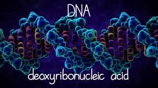 The Structure of DNA [upl. by Kushner]