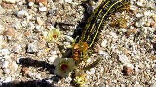 Whitelined sphinx moth caterpillars eating a Browneyed primrose flower with stem in one minute [upl. by Nnaeirrac]