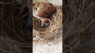 BURUNG KEDASIH KECIL MENCOBA MENDORONG KADASIH BESAR NAMUN TIDAK DI HIRAUKAN [upl. by Lleksah]