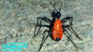 Insect Species  Assassin Bugs Vesbius purpureus [upl. by Hayarahs]