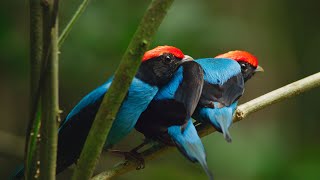 Manakin Birds have ALL Best Dance Moves  Seven Worlds One Planet  BBC Earth [upl. by Arther]