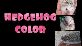 HEDGEHOG COLOR [upl. by Ainez]