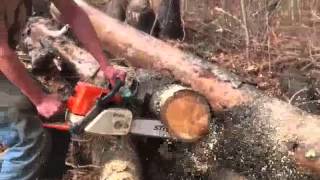 Stihl 029 Super Cutting Pine [upl. by Dlanar]