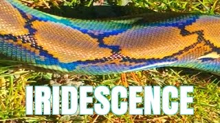 Reticulated Python Rainbow Iridescence [upl. by Acinorev]