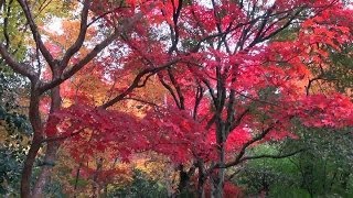 京都 紅葉 詩仙堂 Shisendō Temple in autumn Kyoto201311 [upl. by Ayotac]