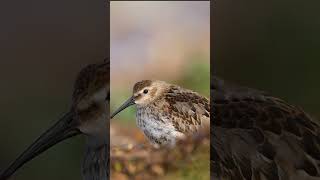 Dunlin on the Sand birds dunlin sonya1 [upl. by Annaigroeg]