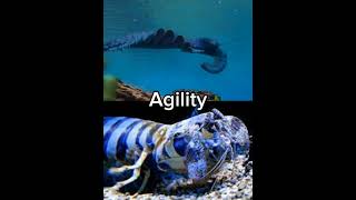 Anomalocaris vs Zebra Mantis Shrimp anomalocaris zebramantisshrimp [upl. by Sidoma]