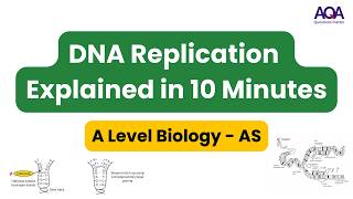 DNA Replication Explained In 10 Mins  AQA ALevel Biology [upl. by Lienaj]