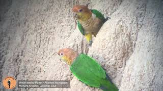 White bellied Parrot  Pionites leucogaster [upl. by Lenod485]