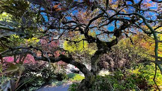 Seattle Japanese laceleaf maple Acer palmatum ‘dissectum’ pruned in mid July  Before amp After [upl. by Lorenz98]