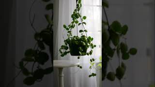 Dischidia Imbricata  Easy Care Houseplant [upl. by Stanislas]