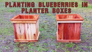 Planting Blueberries in Planter Boxes [upl. by Deering]