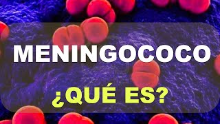 ¿Qué es el Meningococo Breve explicación [upl. by Sihonn]