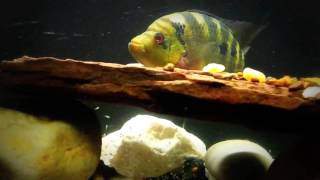 Pyro Trimac Cichlid Breeding Update  10262016 [upl. by Sadirah]