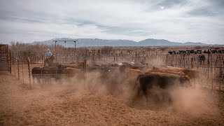 Tour of a Cattle Lot  PARAGRAPHIC Origins [upl. by Bohon654]