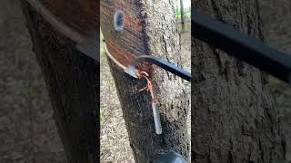 Watch How To collect Rubber Oil From Trees [upl. by Wampler]