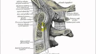 atlanto occipital joint 1 [upl. by Morena]