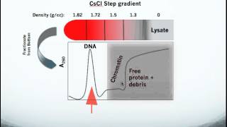 Testing for Topoisomerase Drug Action in Cells using the In Vivo Link Kit ICE Bioassay [upl. by Zere]