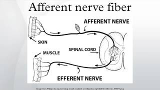 Afferent nerve fiber [upl. by Ainala]