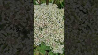 Ligusticopsis wallichiana flowers [upl. by Stefan]