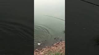 Big fish Bocha trending awesome fishing new viral shortvideo fyp shorts short shortsvideo [upl. by Eb]