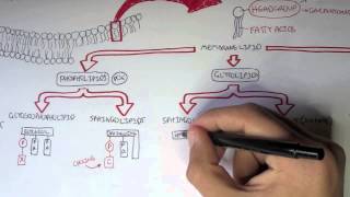 Cell Membrane II  Types of Lipid Membranes [upl. by Gasparo]