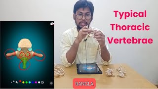 Thoracic Vertebrae Anatomy in Bangla [upl. by Haley]