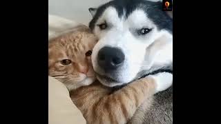 Cat and Dog Friendship  Dog and Cat Pure Love short [upl. by Anialam749]