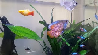 Introducing Dwarf Gourami to a community tank [upl. by Kcoj44]