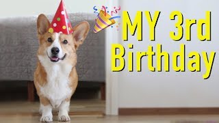 DOGS BEST BIRTHDAY  Topi the Corgi [upl. by Nicolea953]