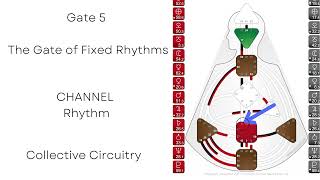 Gate 5 Human Design  Fixed Rhythms [upl. by Sunday]