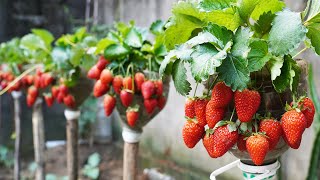 Turn Plastic Bottles Into A Vertical Garden Growing Beautiful Super Fruitful Strawberries [upl. by Sophy]