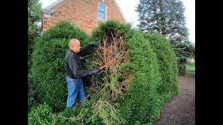 Boxwood pruning in summer how to cut back a big boxwood summer vs winter [upl. by Royden]