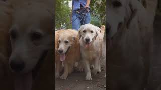 Axels Fun Day at the Park dog doglovers pets puppy cute [upl. by Hirza]