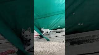 Hawa ka zoka Danny ko uda le Gaya 🤣🤣 dog funnydog samoyedpuppy [upl. by Eerolam869]