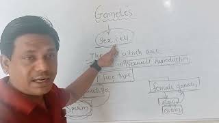 gametes meaning [upl. by Buller]