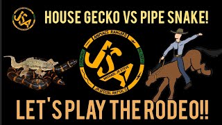 HOUSE GECKO VS PIPE SNAKE 🐍 [upl. by Asirram]