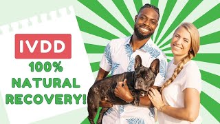 IVDD Full Recovery Story  Natural Treatment for our French Bulldog  No Surgery amp No Meds Required [upl. by Harwill]