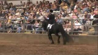 Friesian Stallion Frederik the Great Spectacular Dressage Performance [upl. by Ybloc]