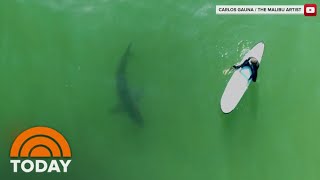 Drone Video Captures Great White Sharks Along California Coast  TODAY [upl. by Eshman788]