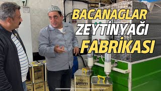 Bacanaglar Zeytin Yağı Fabrikaları [upl. by Rubie]