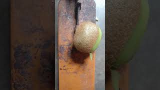 kiwifruit food [upl. by Narok]