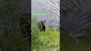 The Most Insane Moose Encounter moose wildlife nature [upl. by Aisekal811]