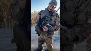 Banded and backpacked black duck Michigan south zone 11824 [upl. by Auqenwahs]