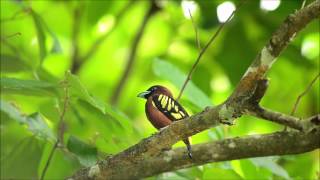 banded broadbill [upl. by Nylassej]