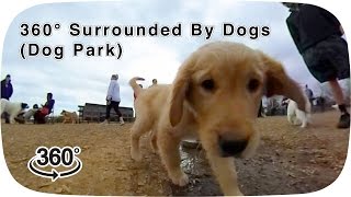 360° Surrounded By Dogs dog park [upl. by Ris]