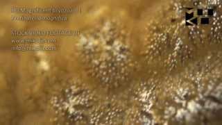 Magnificent bryozoan Pectinatella magnifica HD Stock Video Footage 1 [upl. by Ignaz154]