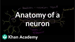 Anatomy of a neuron  Human anatomy and physiology  Health amp Medicine  Khan Academy [upl. by Seed]