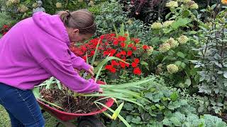 Dividing amp Transplanting Bearded Iris Rhizomes Transplanting Japanese Anemones Garden Fireworks [upl. by Ahsiak]