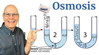 Osmosis Explained in 8 Minutes for AP Bio [upl. by Anhej]